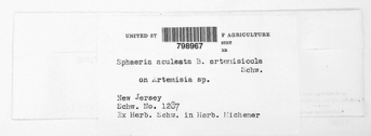 Sphaeria aculeata image